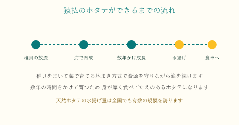 猿払村の地まきホタテが放流から水揚げまで育つ流れの図