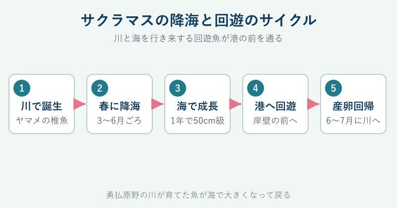 サクラマスの降海と回遊の流れ図