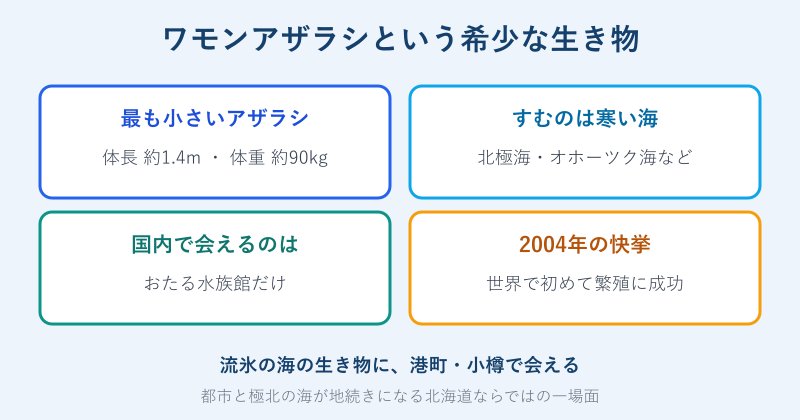 ワモンアザラシの特徴をまとめた図