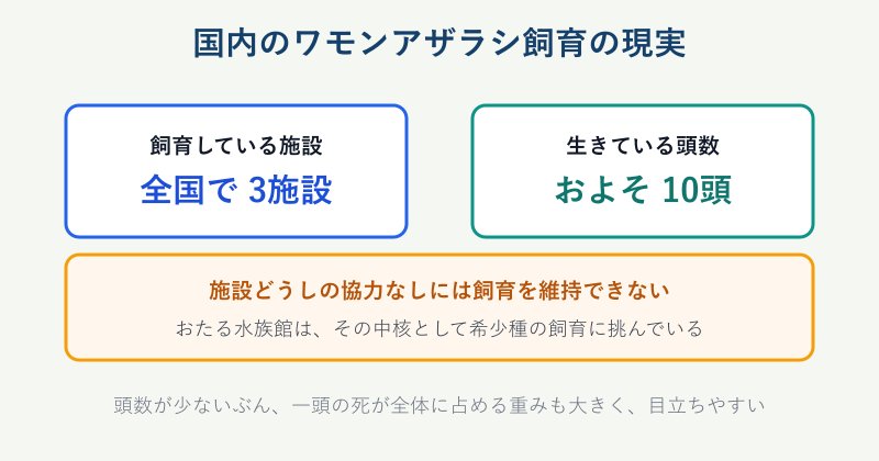 国内のワモンアザラシ飼育頭数の図