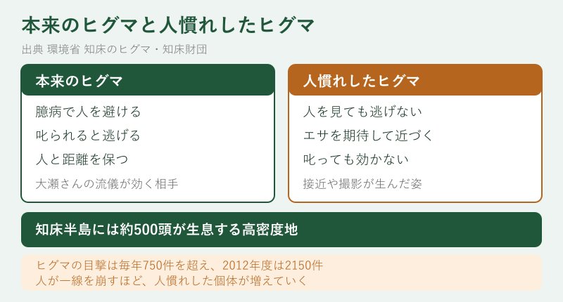 本来のヒグマと人慣れしたヒグマの比較図