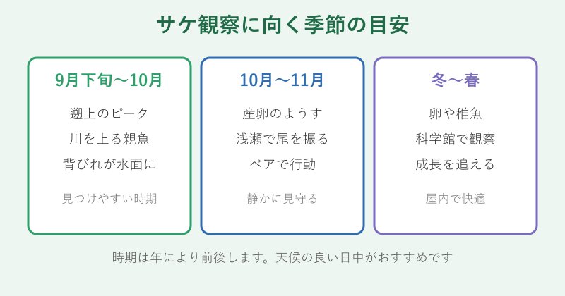 サケ観察に適した季節の目安