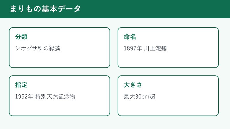 まりもの分類と指定年の一覧カード