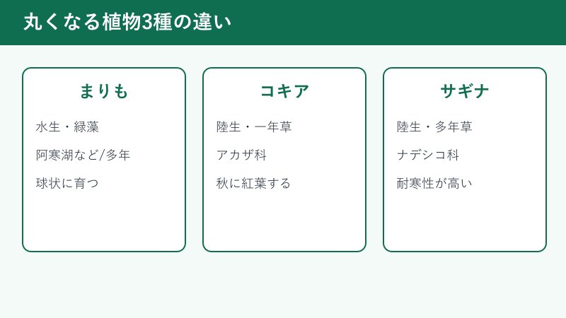 まりも・コキア・サギナの比較カード